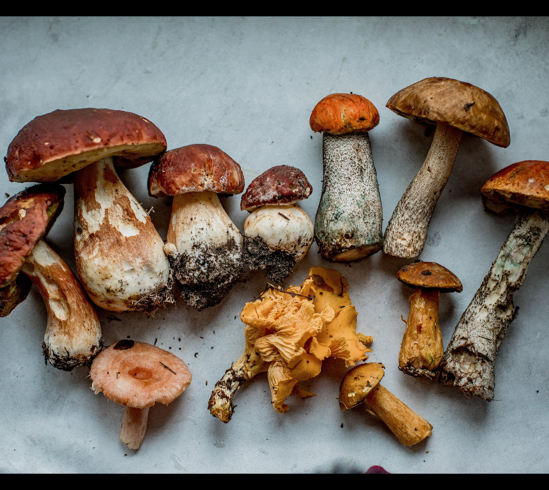 Mushroom Distributor for Food Manufacturers 