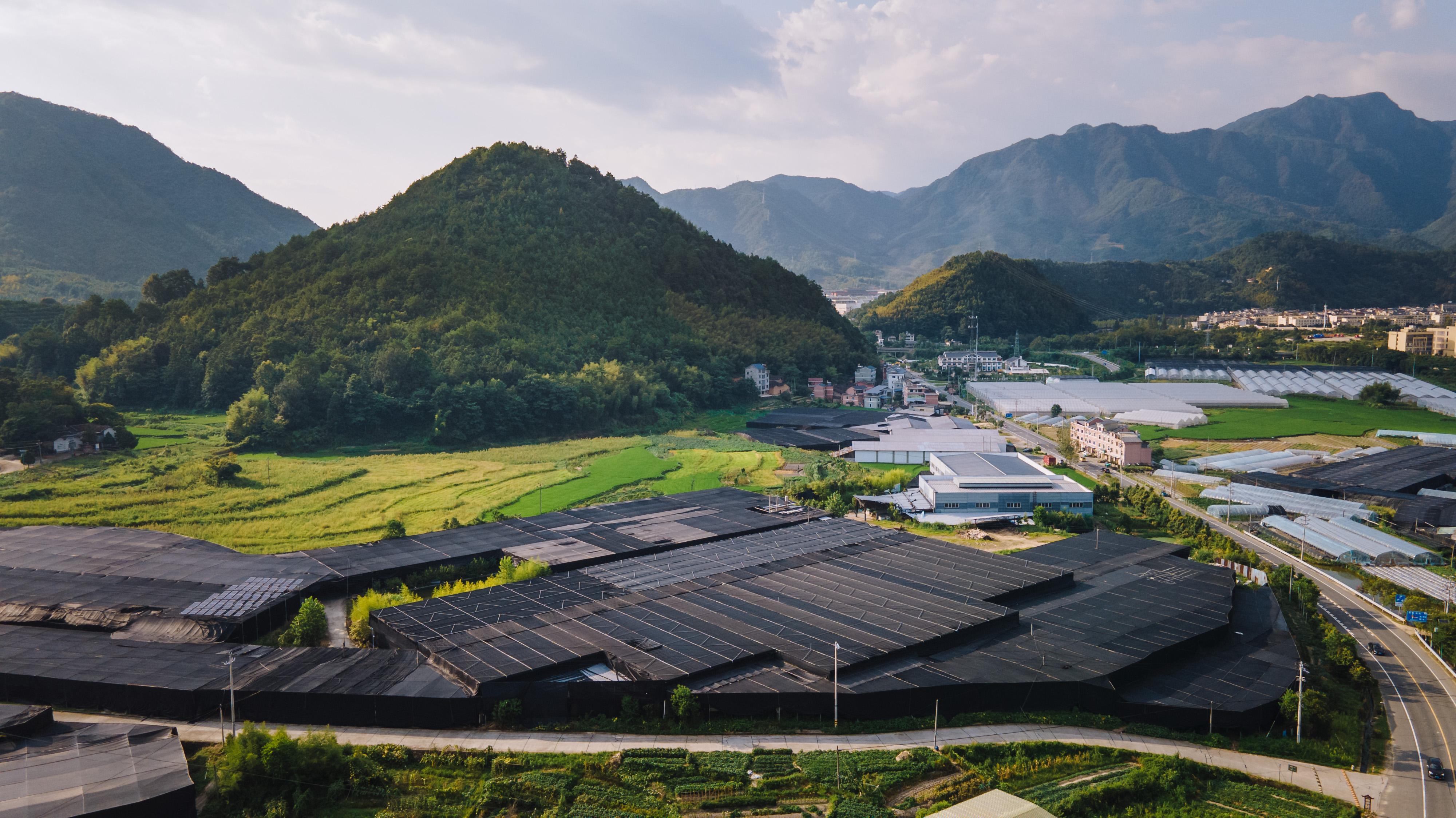 Winter mushrooms, superior quality, Baixing Mushroom Affairs.JPG 